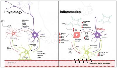 Systemic Response to Infection Induces Long-Term Cognitive Decline: Neuroinflammation and Oxidative Stress as Therapeutical Targets